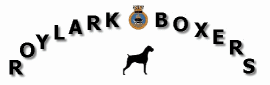 www.roylarkboxers.com, boxer breeders, boxer show people, boxer puppies